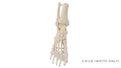New MDM Flamingo Feet | Toe Spreaders